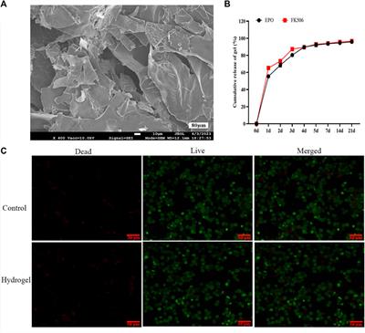 Injectable thermosensitive hydrogel loading erythropoietin and FK506 alleviates gingival inflammation and promotes periodontal tissue regeneration